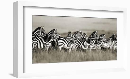 Grant's zebra, Masai Mara, Kenya-Frank Krahmer-Framed Art Print