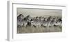 Grant's zebra, Masai Mara, Kenya-Frank Krahmer-Framed Art Print