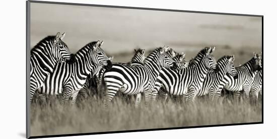 Grant's zebra, Masai Mara, Kenya-Frank Krahmer-Mounted Art Print