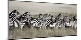 Grant's zebra, Masai Mara, Kenya-Frank Krahmer-Mounted Art Print