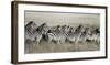 Grant's zebra, Masai Mara, Kenya-Frank Krahmer-Framed Art Print
