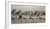 Grant's zebra, Masai Mara, Kenya-Frank Krahmer-Framed Art Print