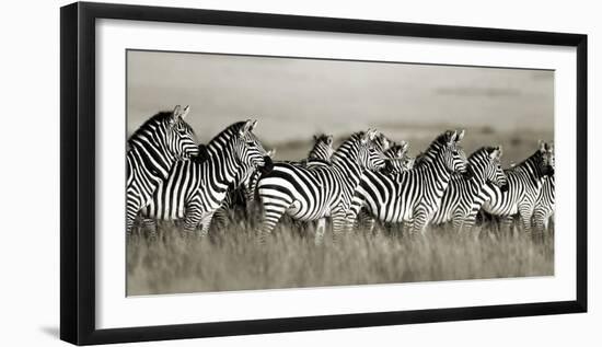 Grant's zebra, Masai Mara, Kenya-Frank Krahmer-Framed Art Print