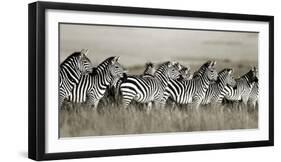 Grant's zebra, Masai Mara, Kenya-Frank Krahmer-Framed Art Print