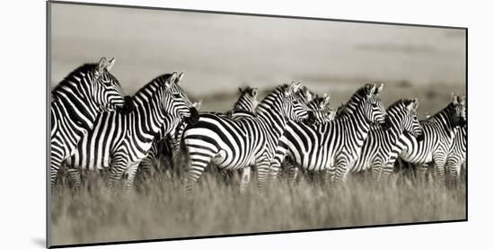 Grant's zebra, Masai Mara, Kenya-Frank Krahmer-Mounted Art Print