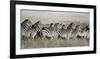 Grant's zebra, Masai Mara, Kenya-Frank Krahmer-Framed Art Print