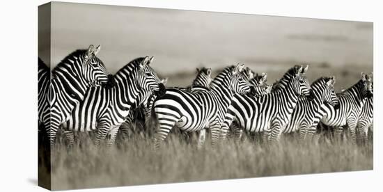 Grant's zebra, Masai Mara, Kenya-Frank Krahmer-Stretched Canvas