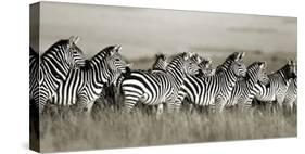 Grant's zebra, Masai Mara, Kenya-Frank Krahmer-Stretched Canvas