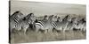 Grant's zebra, Masai Mara, Kenya-Frank Krahmer-Stretched Canvas