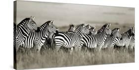 Grant's zebra, Masai Mara, Kenya-Frank Krahmer-Stretched Canvas