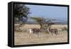 Grants Gazelle (Gazella Granti), Samburu National Reserve, Kenya, East Africa, Africa-Sergio Pitamitz-Framed Stretched Canvas