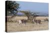 Grants Gazelle (Gazella Granti), Samburu National Reserve, Kenya, East Africa, Africa-Sergio Pitamitz-Stretched Canvas