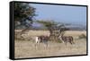 Grants Gazelle (Gazella Granti), Samburu National Reserve, Kenya, East Africa, Africa-Sergio Pitamitz-Framed Stretched Canvas