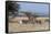 Grants Gazelle (Gazella Granti), Samburu National Reserve, Kenya, East Africa, Africa-Sergio Pitamitz-Framed Stretched Canvas