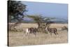 Grants Gazelle (Gazella Granti), Samburu National Reserve, Kenya, East Africa, Africa-Sergio Pitamitz-Stretched Canvas