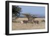 Grants Gazelle (Gazella Granti), Samburu National Reserve, Kenya, East Africa, Africa-Sergio Pitamitz-Framed Photographic Print