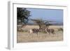 Grants Gazelle (Gazella Granti), Samburu National Reserve, Kenya, East Africa, Africa-Sergio Pitamitz-Framed Photographic Print