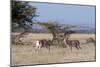 Grants Gazelle (Gazella Granti), Samburu National Reserve, Kenya, East Africa, Africa-Sergio Pitamitz-Mounted Photographic Print