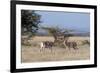 Grants Gazelle (Gazella Granti), Samburu National Reserve, Kenya, East Africa, Africa-Sergio Pitamitz-Framed Photographic Print