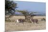 Grants Gazelle (Gazella Granti), Samburu National Reserve, Kenya, East Africa, Africa-Sergio Pitamitz-Mounted Photographic Print