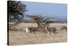 Grants Gazelle (Gazella Granti), Samburu National Reserve, Kenya, East Africa, Africa-Sergio Pitamitz-Stretched Canvas