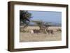 Grants Gazelle (Gazella Granti), Samburu National Reserve, Kenya, East Africa, Africa-Sergio Pitamitz-Framed Photographic Print