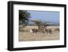 Grants Gazelle (Gazella Granti), Samburu National Reserve, Kenya, East Africa, Africa-Sergio Pitamitz-Framed Photographic Print