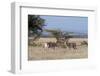 Grants Gazelle (Gazella Granti), Samburu National Reserve, Kenya, East Africa, Africa-Sergio Pitamitz-Framed Photographic Print