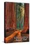 Grants Grove - Kings Canyon National Park, California-Lantern Press-Stretched Canvas