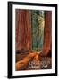 Grants Grove - Kings Canyon National Park, California-Lantern Press-Framed Art Print