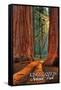 Grants Grove - Kings Canyon National Park, California-Lantern Press-Framed Stretched Canvas