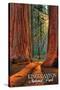 Grants Grove - Kings Canyon National Park, California-Lantern Press-Stretched Canvas