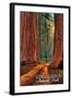 Grants Grove - Kings Canyon National Park, California-Lantern Press-Framed Art Print