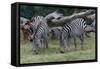 Grants Zebra Herd-Lantern Press-Framed Stretched Canvas