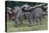 Grants Zebra Herd-Lantern Press-Stretched Canvas