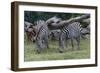 Grants Zebra Herd-Lantern Press-Framed Art Print