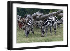 Grants Zebra Herd-Lantern Press-Framed Art Print