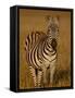 Grants Zebra in Early Light-James Hager-Framed Stretched Canvas