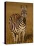Grants Zebra in Early Light-James Hager-Stretched Canvas