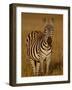 Grants Zebra in Early Light-James Hager-Framed Photographic Print