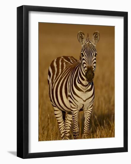 Grants Zebra in Early Light-James Hager-Framed Photographic Print