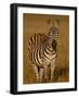 Grants Zebra in Early Light-James Hager-Framed Photographic Print