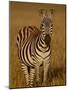 Grants Zebra in Early Light-James Hager-Mounted Photographic Print