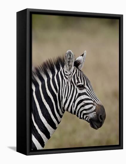 Grants Zebra, Masai Mara National Reserve-James Hager-Framed Stretched Canvas