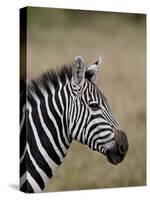 Grants Zebra, Masai Mara National Reserve-James Hager-Stretched Canvas