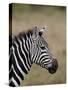 Grants Zebra, Masai Mara National Reserve-James Hager-Stretched Canvas
