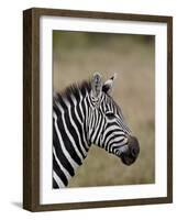 Grants Zebra, Masai Mara National Reserve-James Hager-Framed Photographic Print
