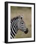 Grants Zebra, Masai Mara National Reserve-James Hager-Framed Photographic Print