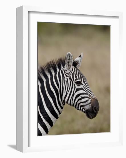 Grants Zebra, Masai Mara National Reserve-James Hager-Framed Photographic Print