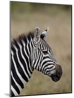 Grants Zebra, Masai Mara National Reserve-James Hager-Mounted Photographic Print